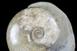 Polished, Ammonite (Euhoploceras) Fossil - Dorset, England #176351-1